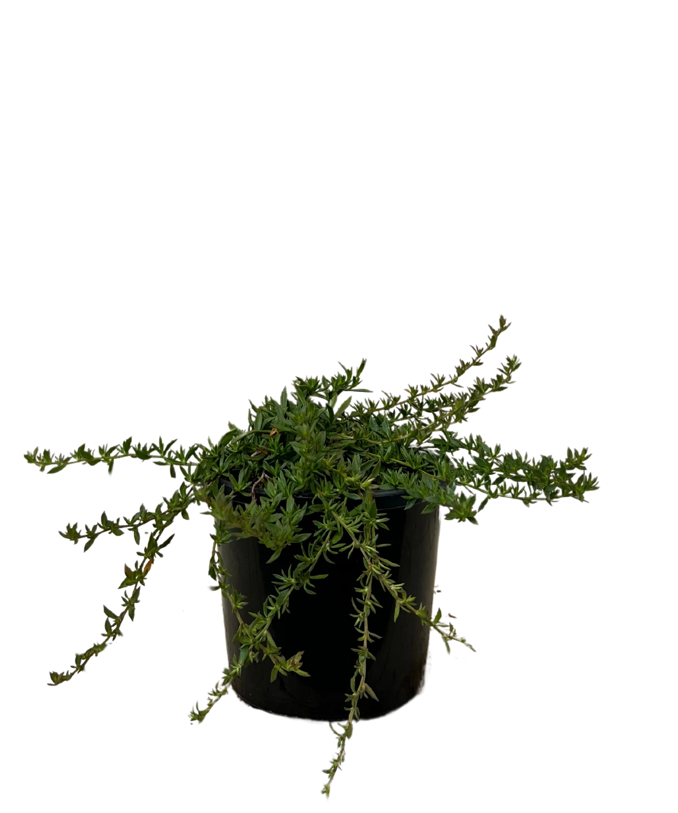 Dampiera Diversifolia