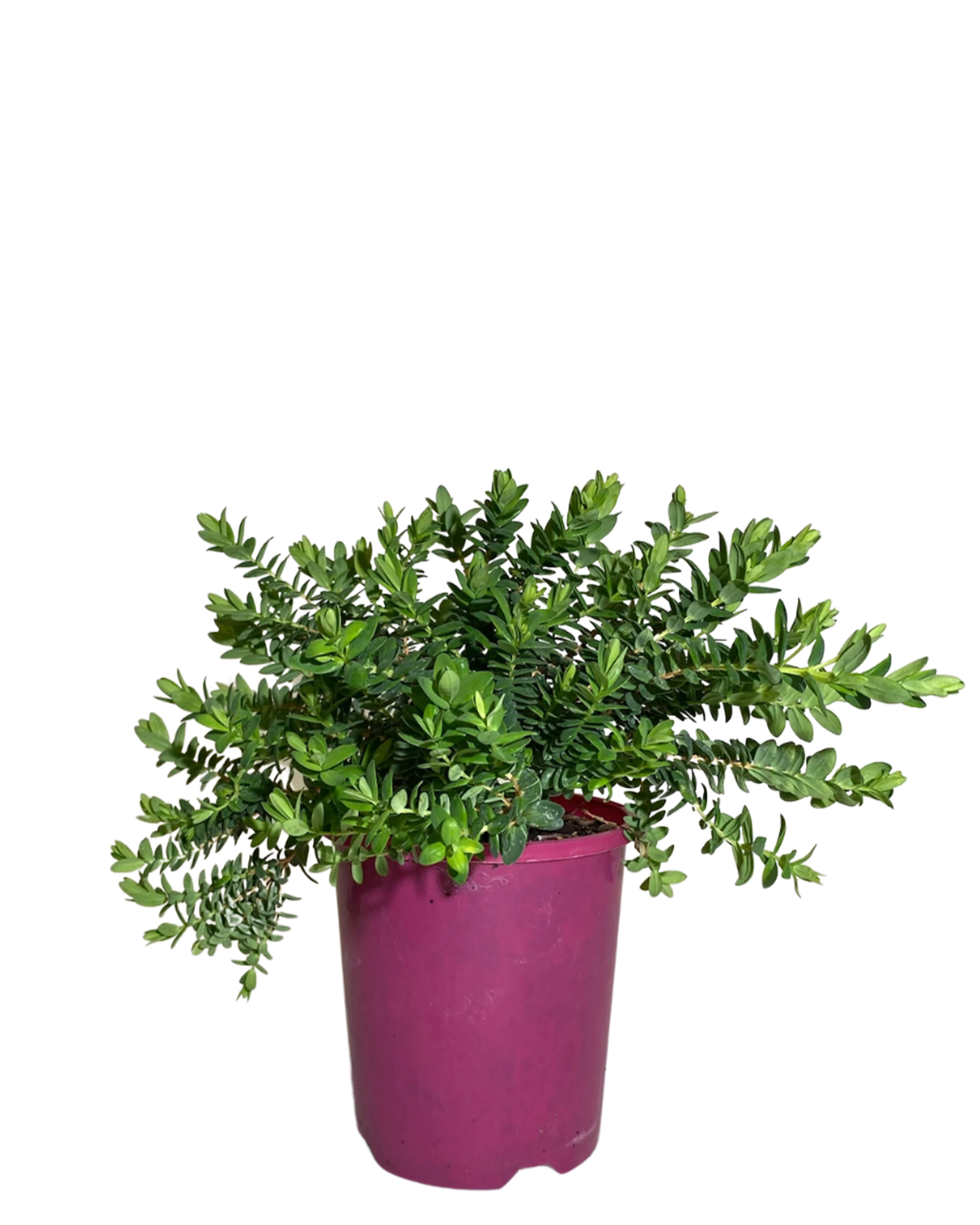 Darwinia Citriodora Prostrate