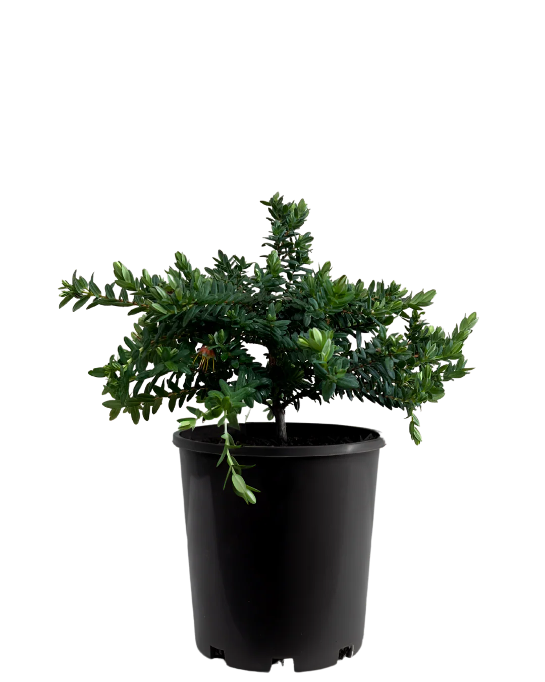 Darwinia Citriodora Prostrate