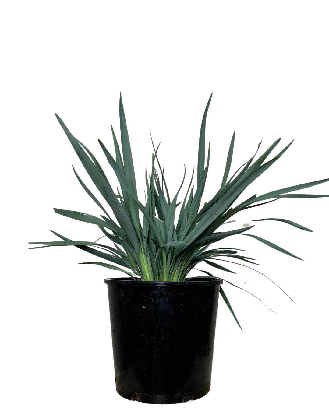 Dianella Cassa Blue