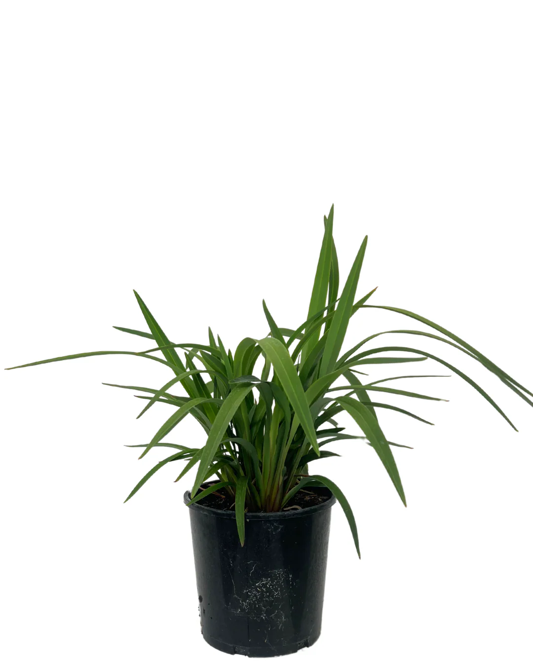 Dianella Cherry Red