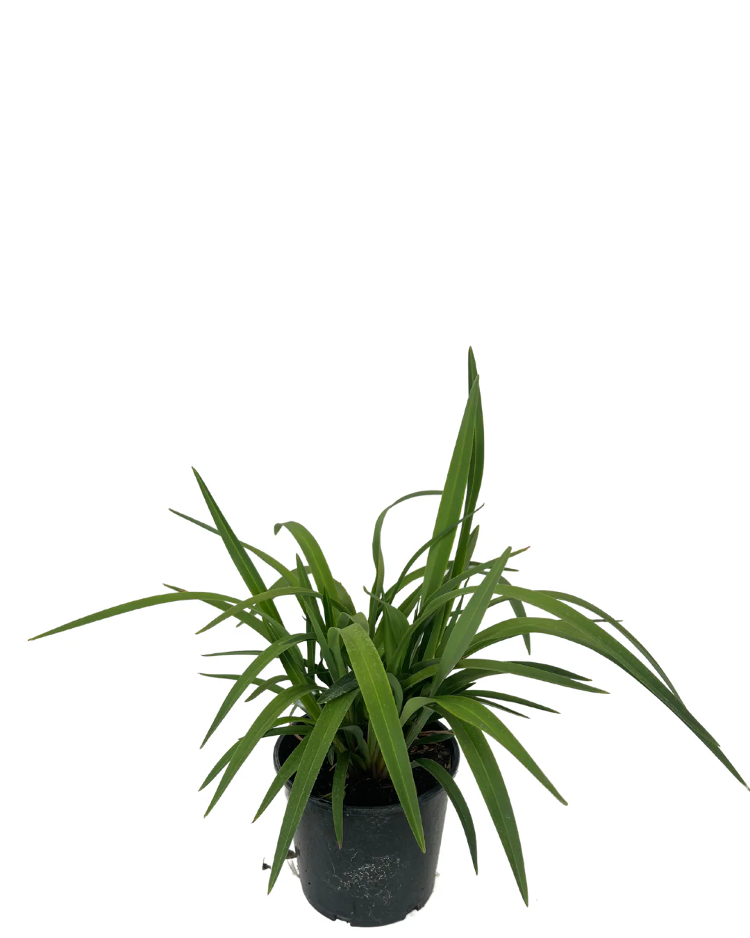 Dianella Cherry Red - Image 2