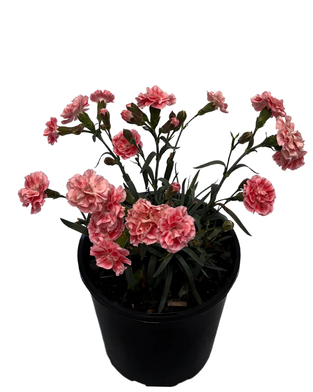 Dianthus Sugar Plum Coral - Image 2