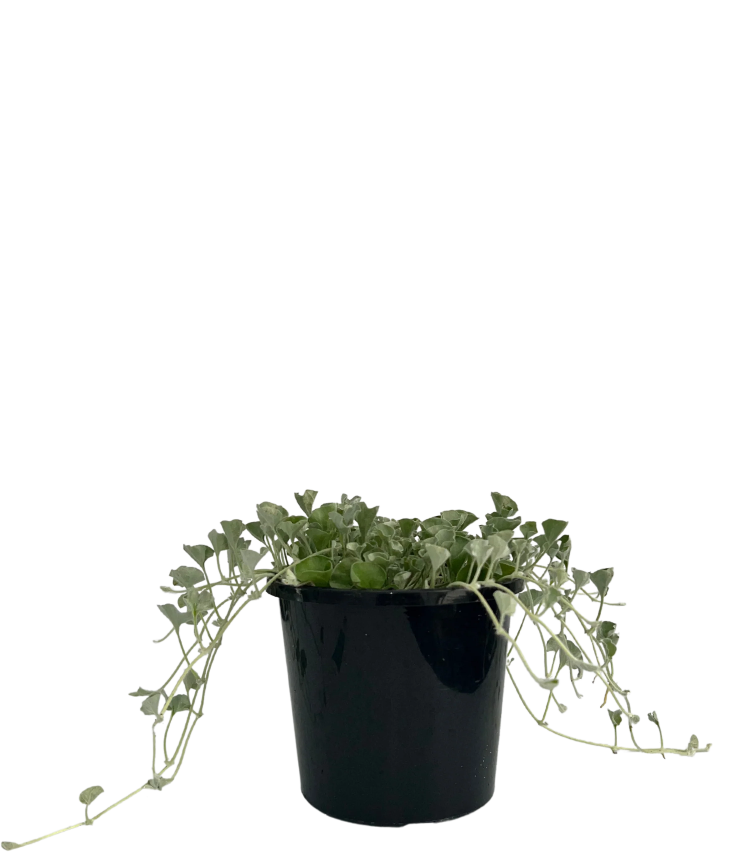 Dichondra Silver Falls - Image 2