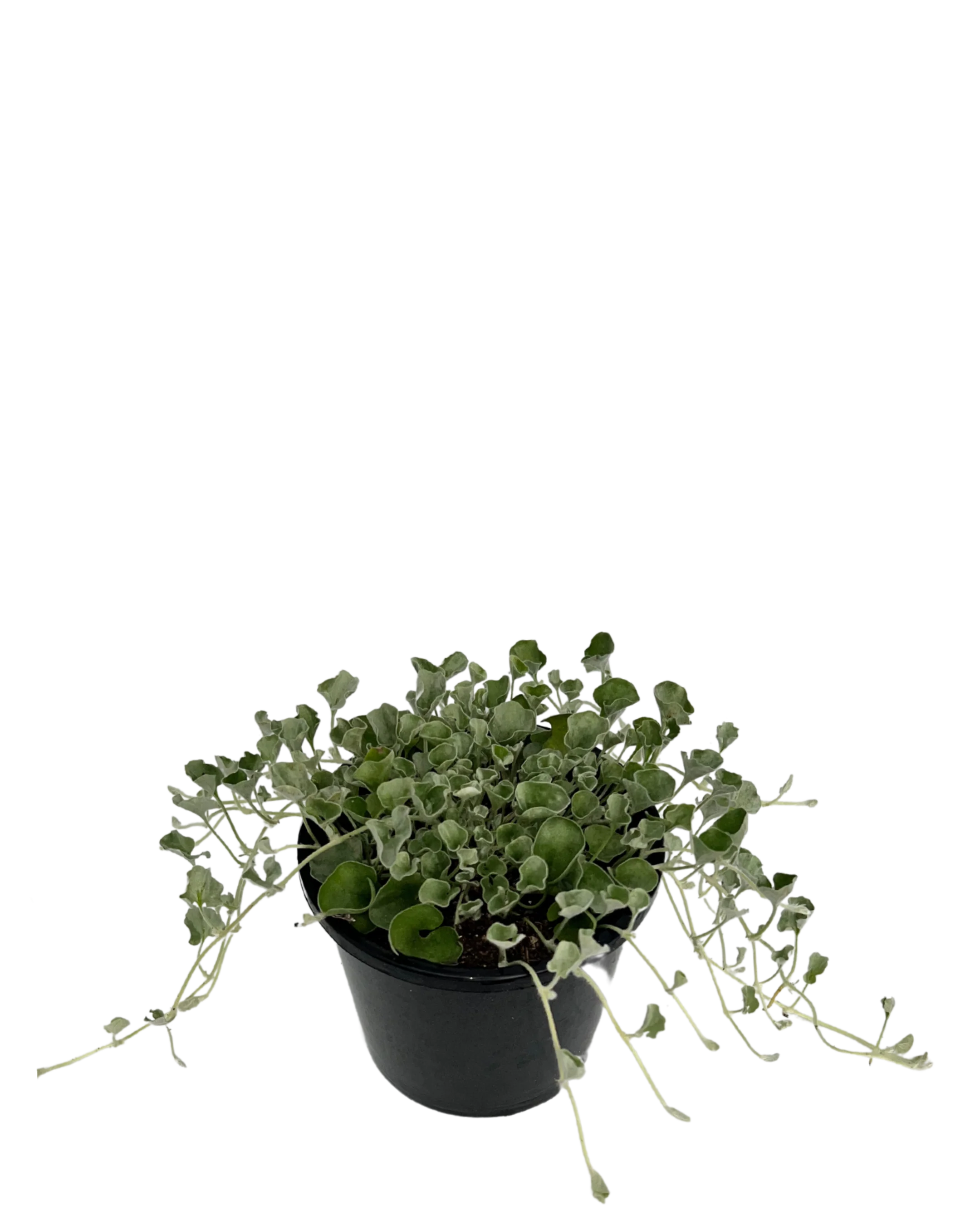 Dichondra Silver Falls - Image 3