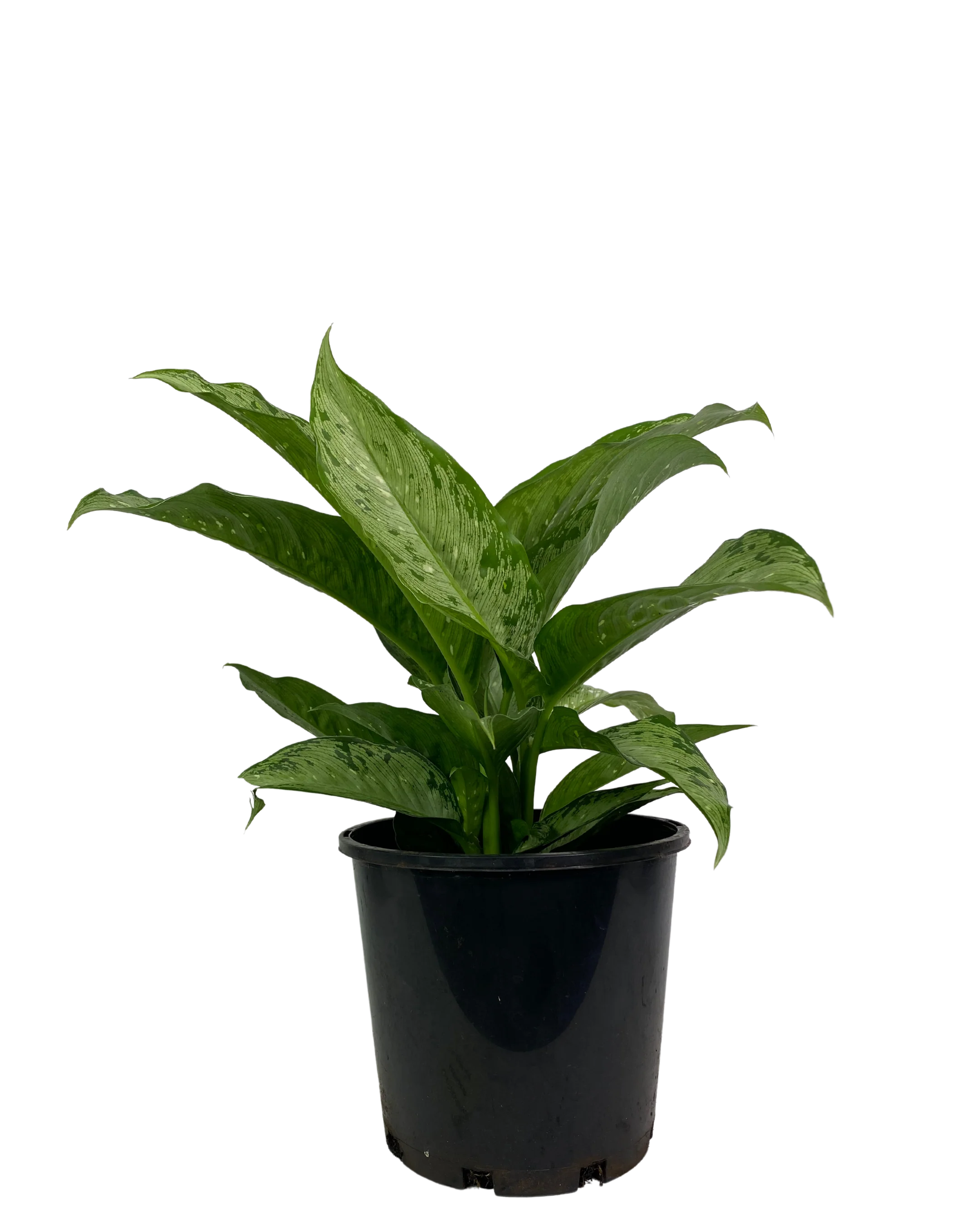 Dieffenbachia Memoria Corsii