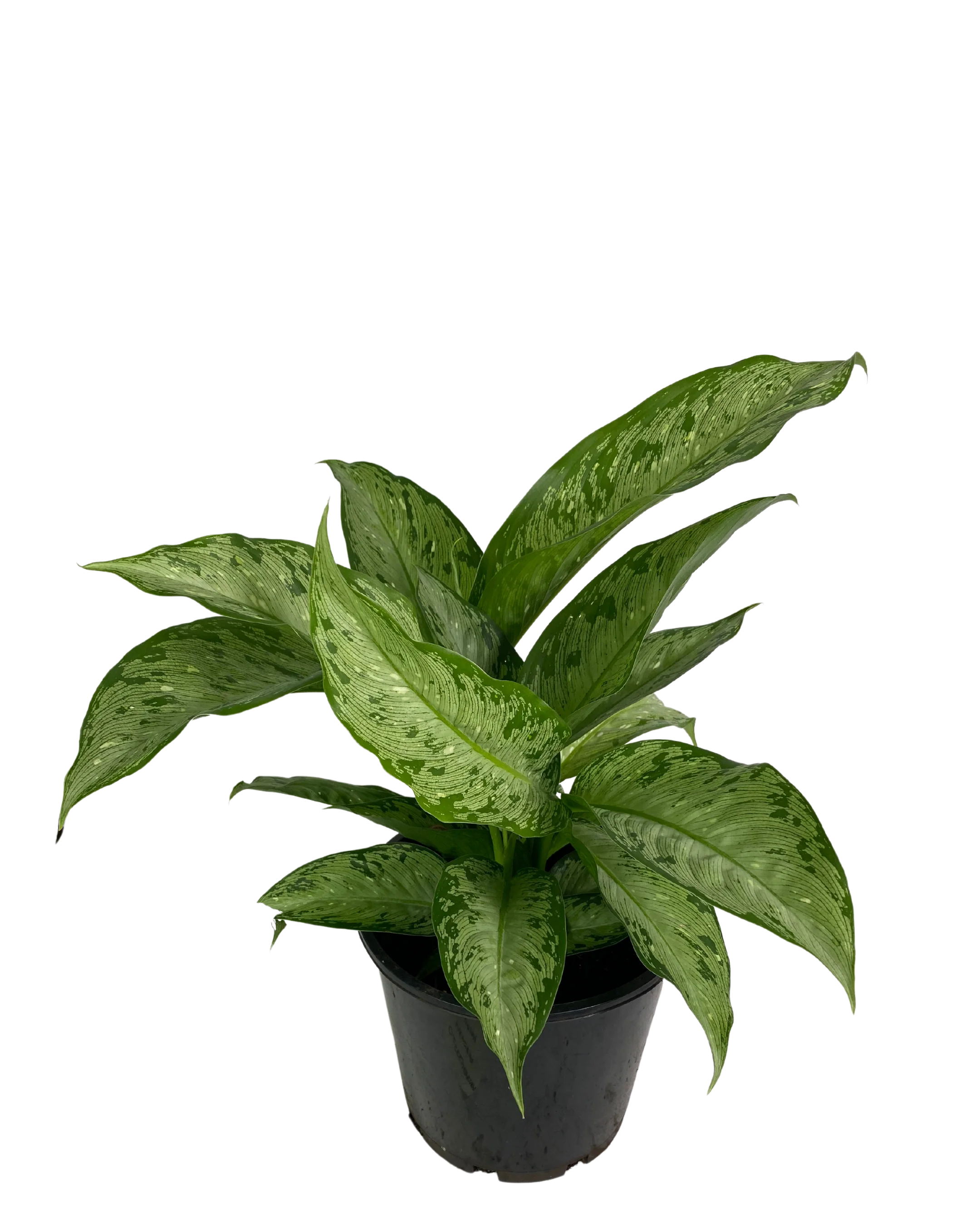 Dieffenbachia Memoria Corsii - Image 2