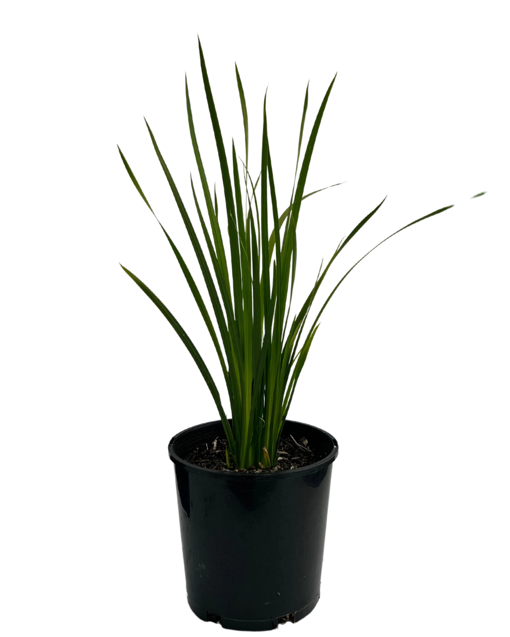 Dietes Bicolour