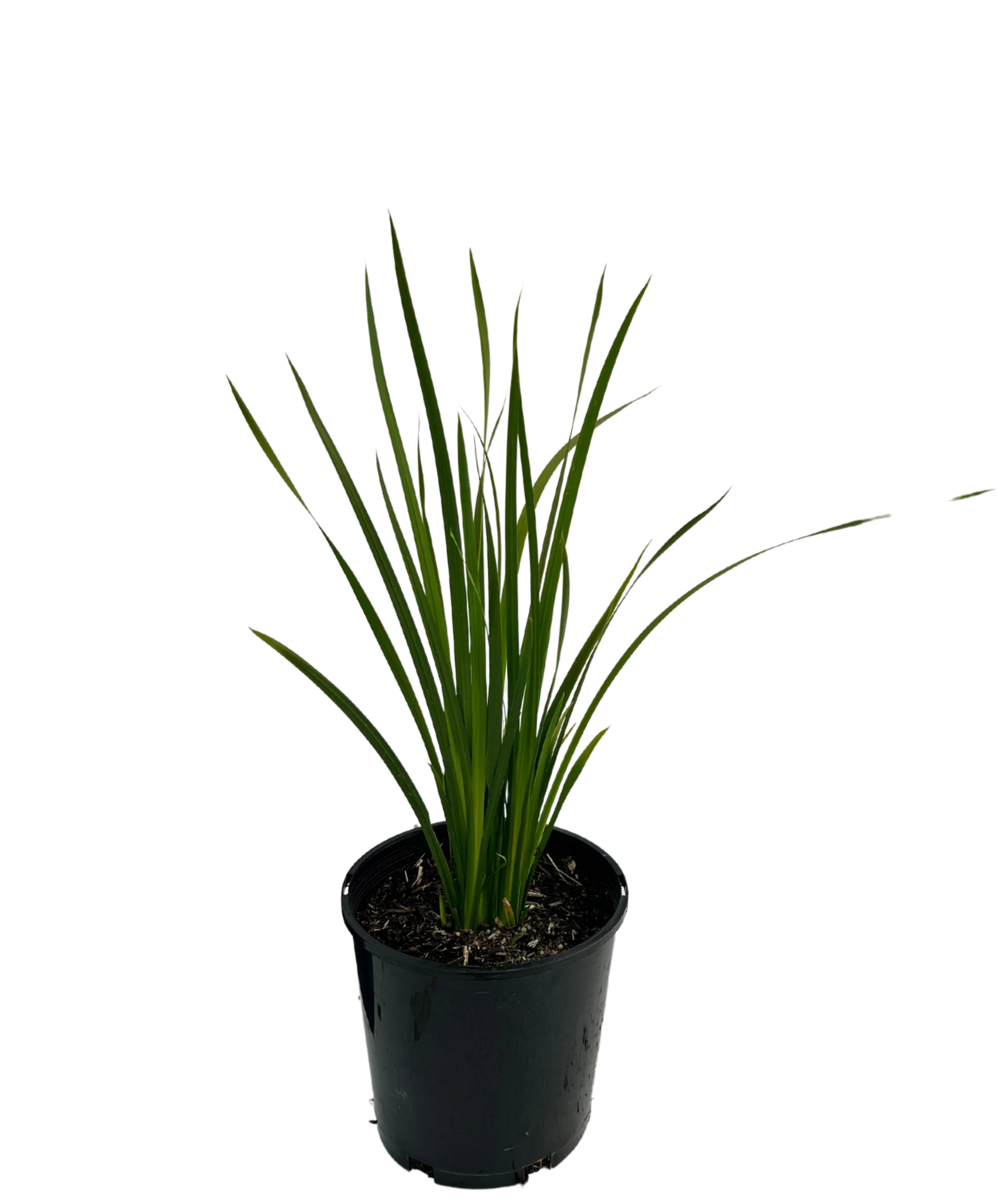 Dietes Bicolour - Image 2
