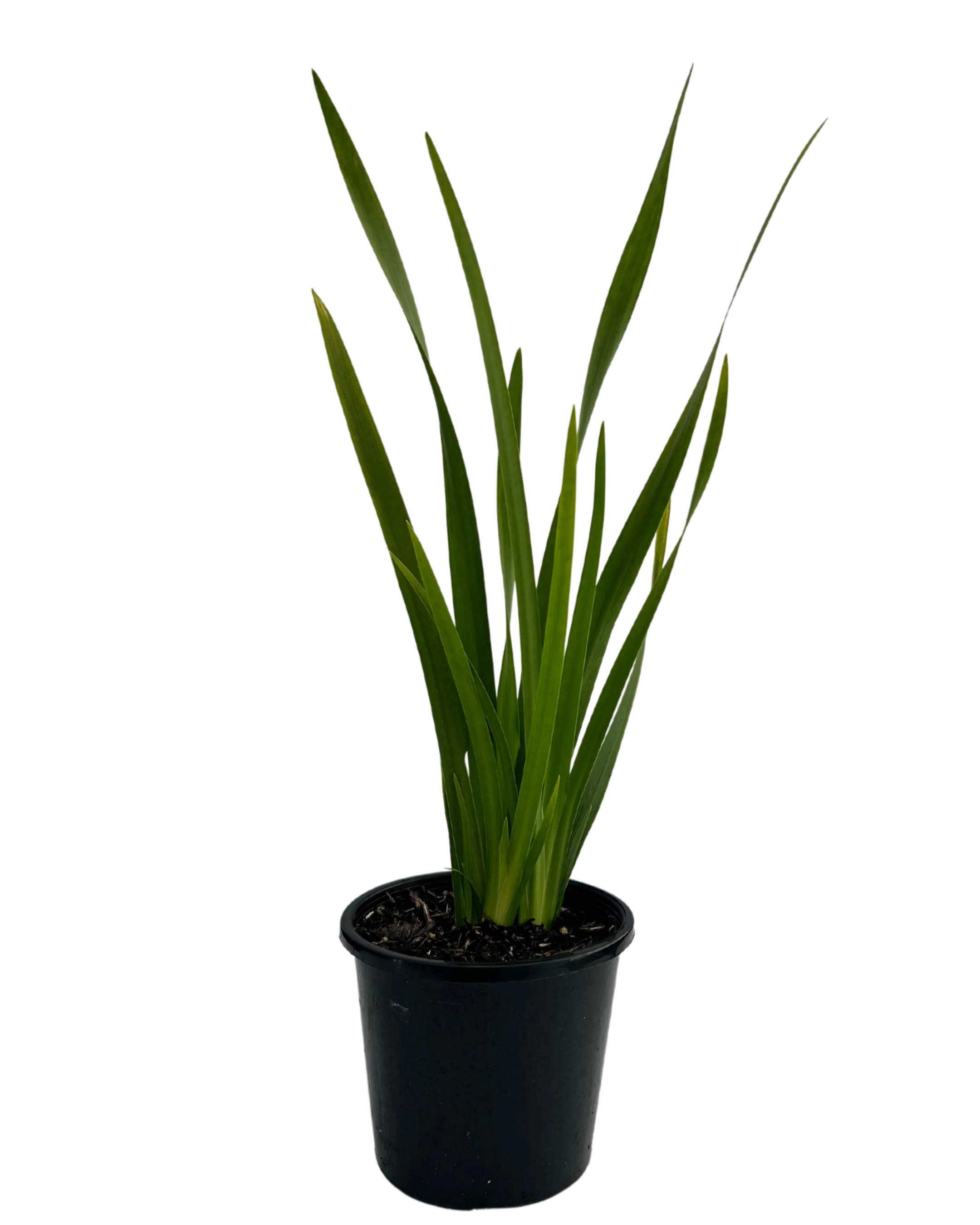 Dietes Grandiflora