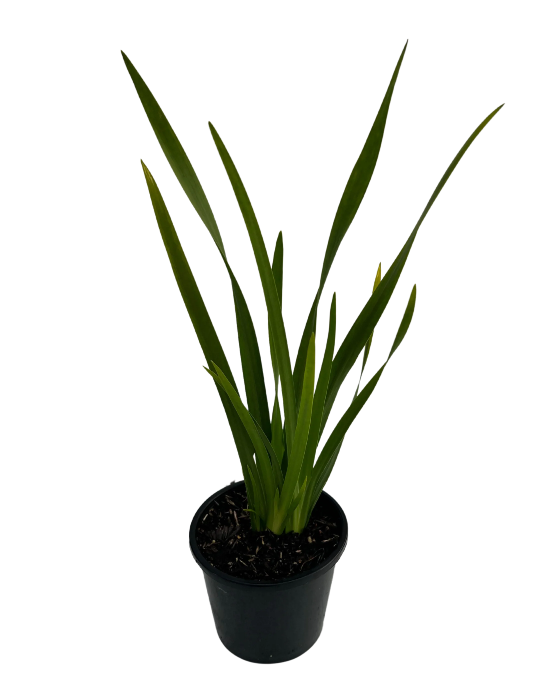 Dietes Grandiflora - Image 2