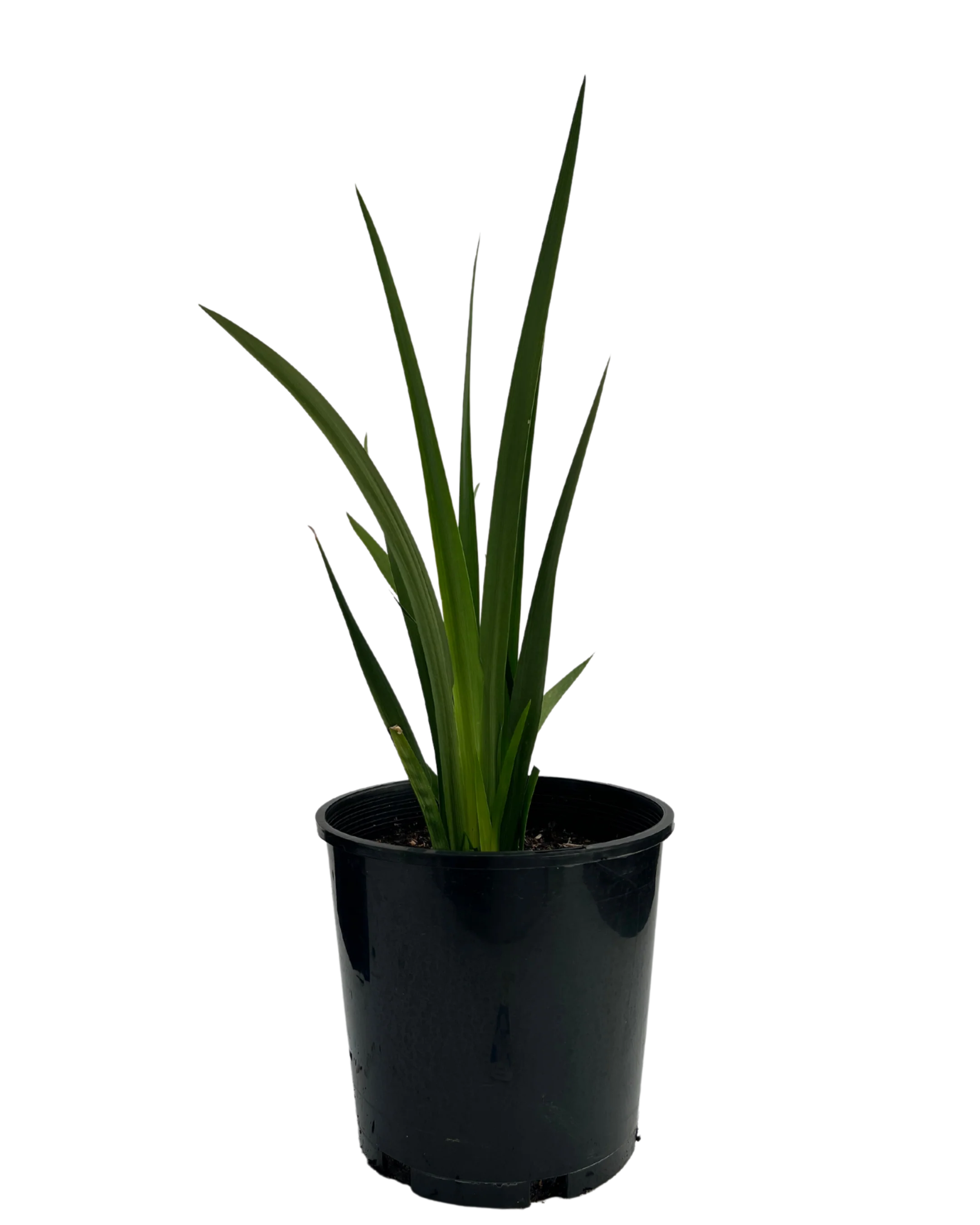Dietes Iridoides