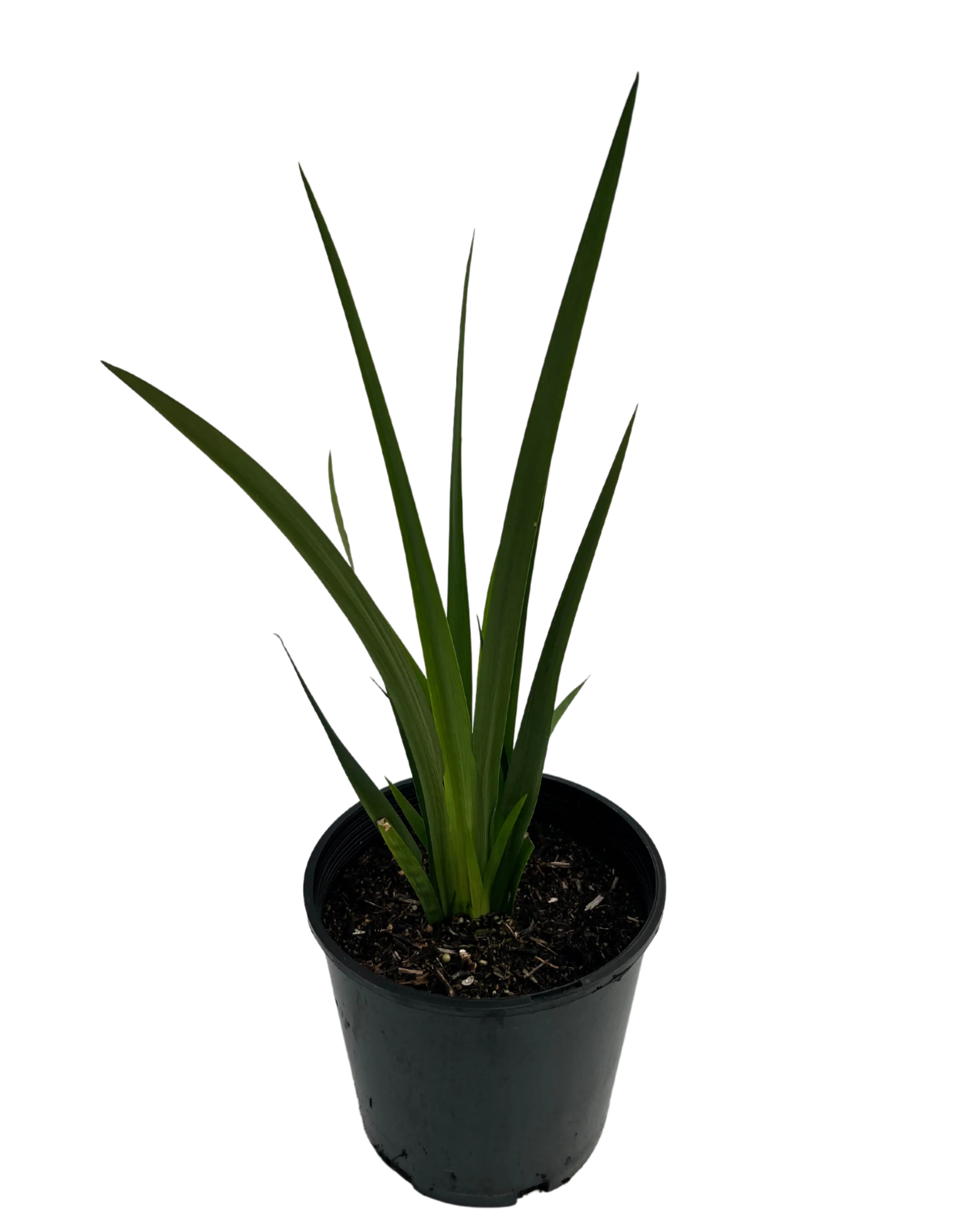Dietes Iridoides - Image 2