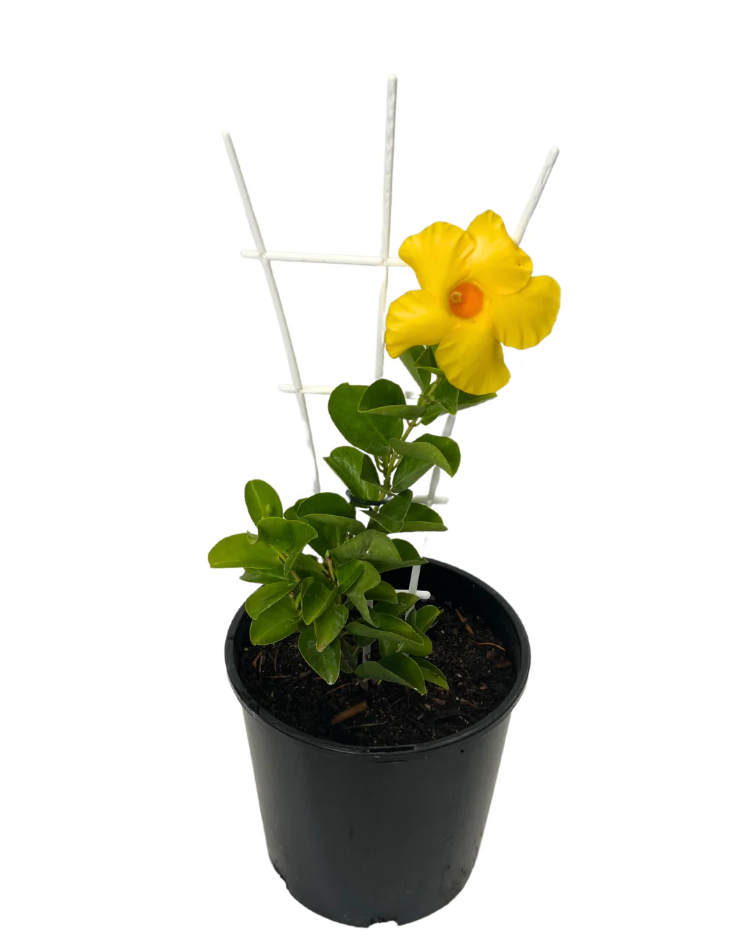 Dipladenia Citrine