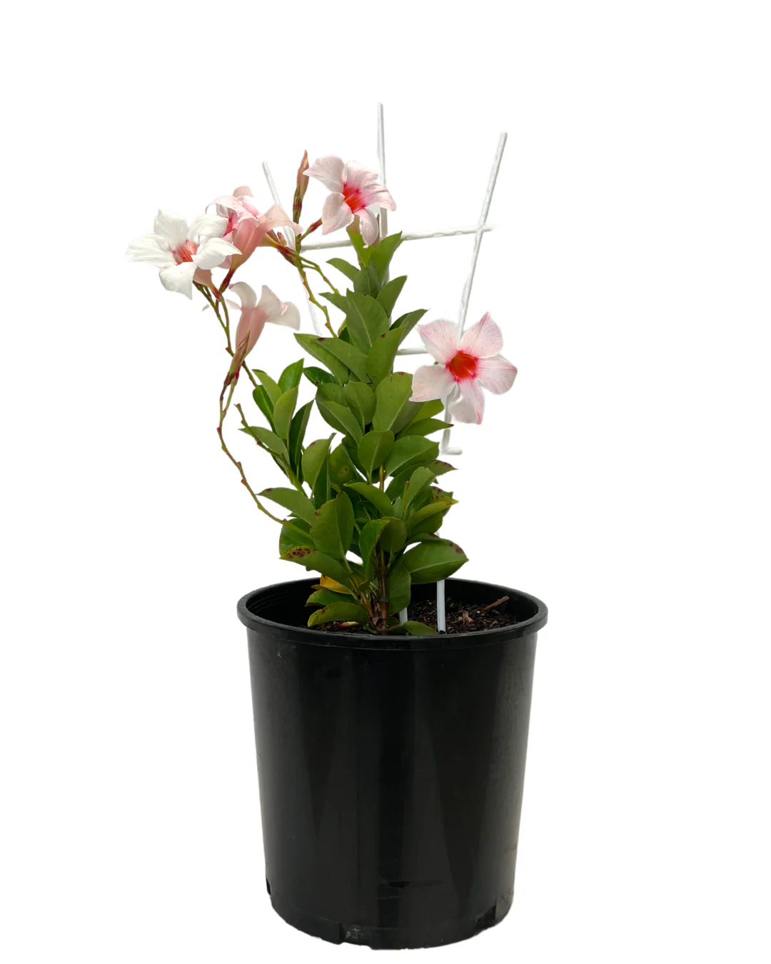 Dipladenia Appleblossom
