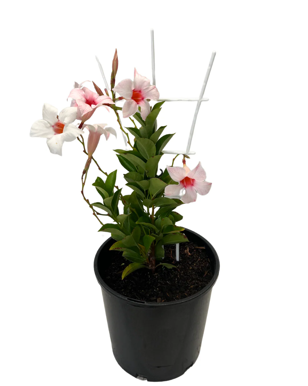 Dipladenia Appleblossom - Image 2