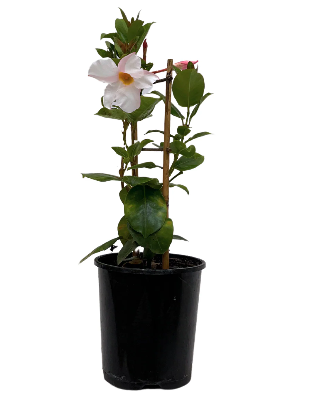 Dipladenia My Fair Lady