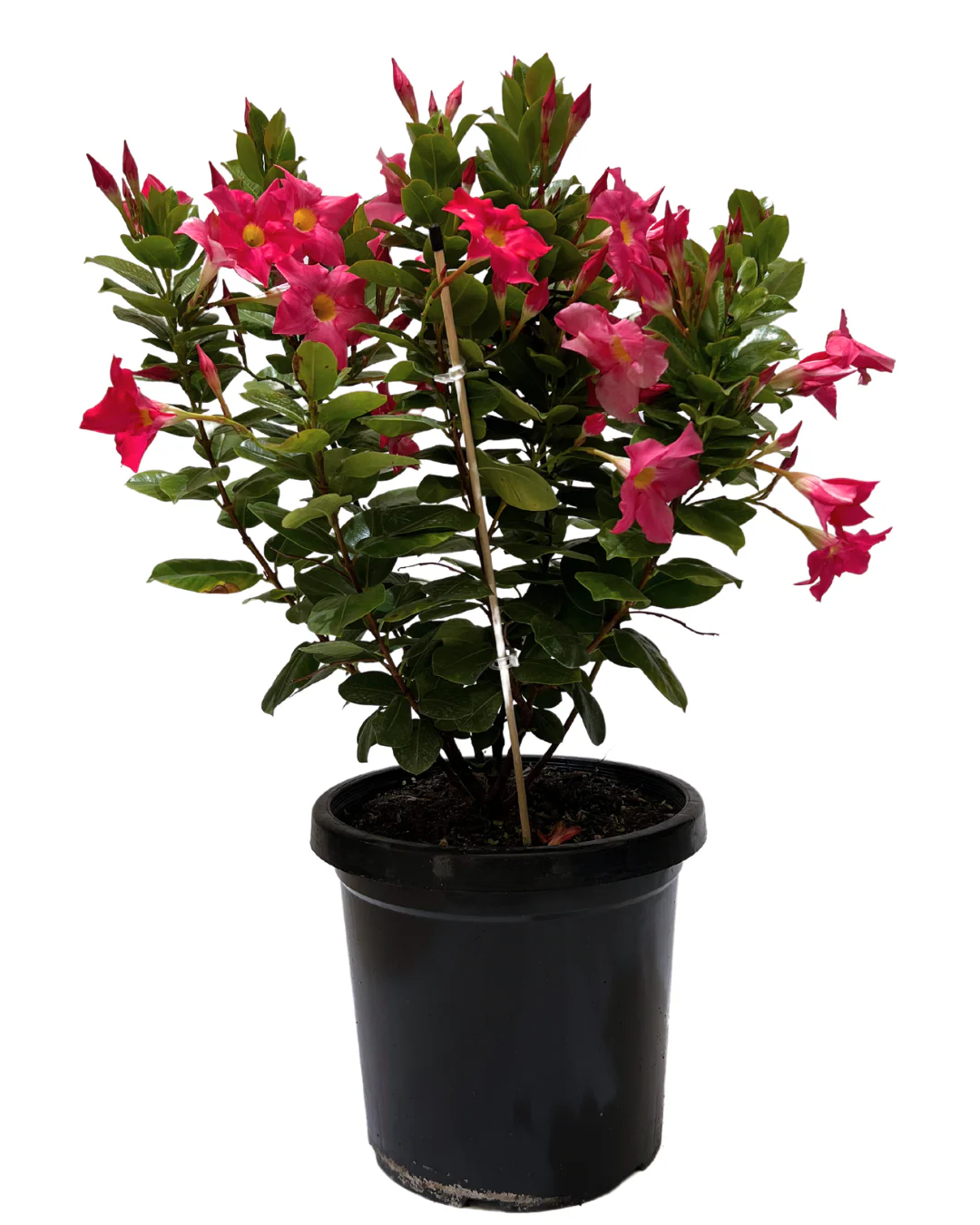 Dipladenia Red Riding Hood