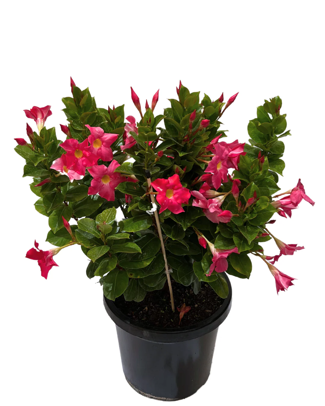 Dipladenia Red Riding Hood - Image 2