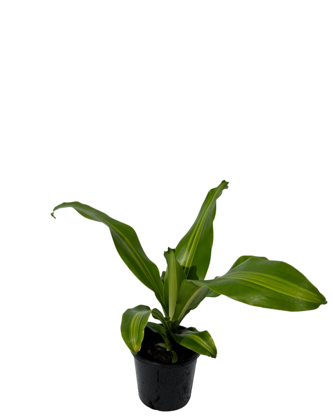 Dracaena Burley - Image 2