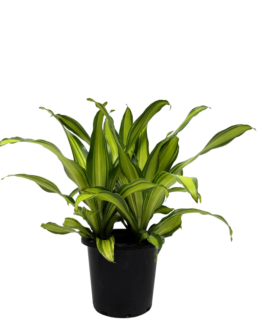 Dracaena Fragrans Marley