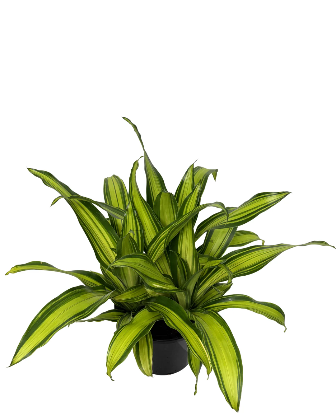 Dracaena Fragrans Marley - Image 2