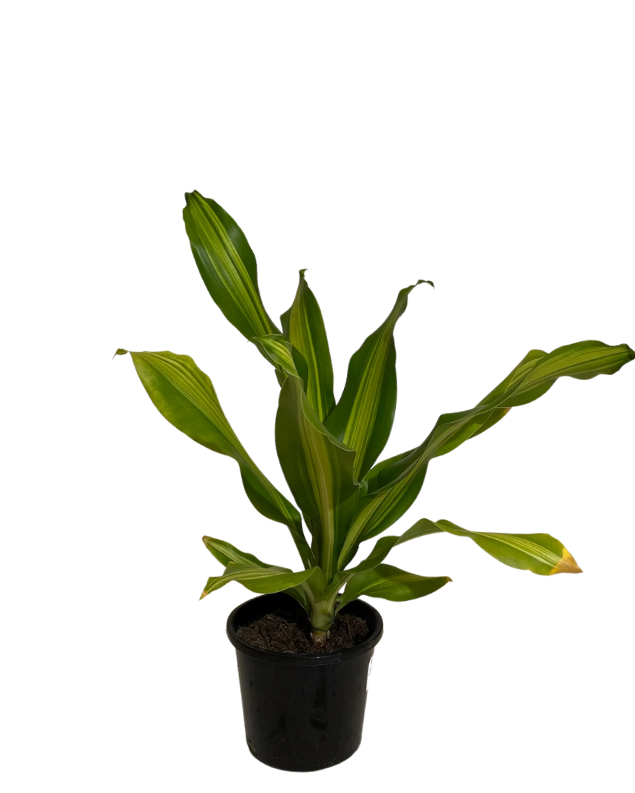 Dracaena Fragrans Marley