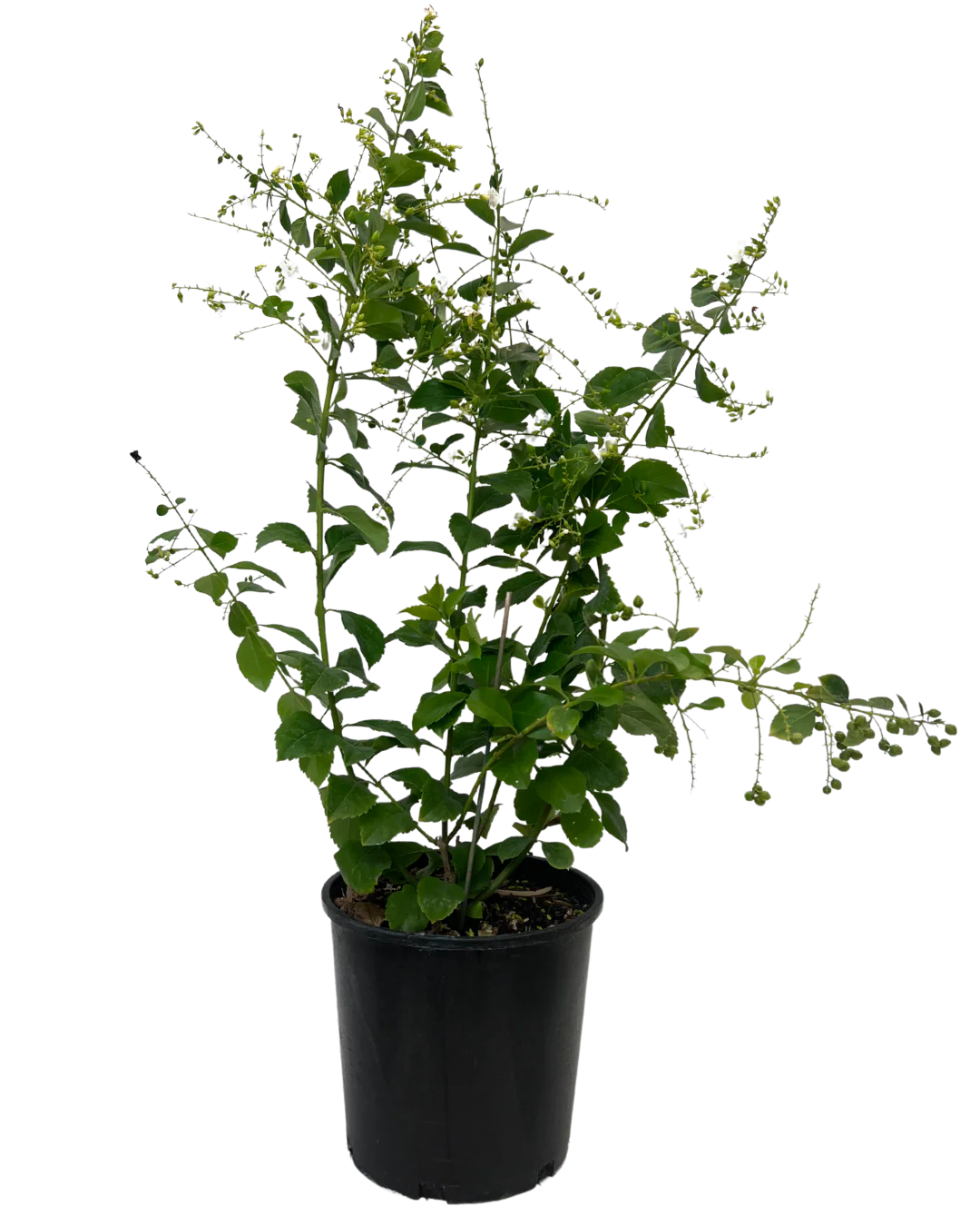 Duranta Alba