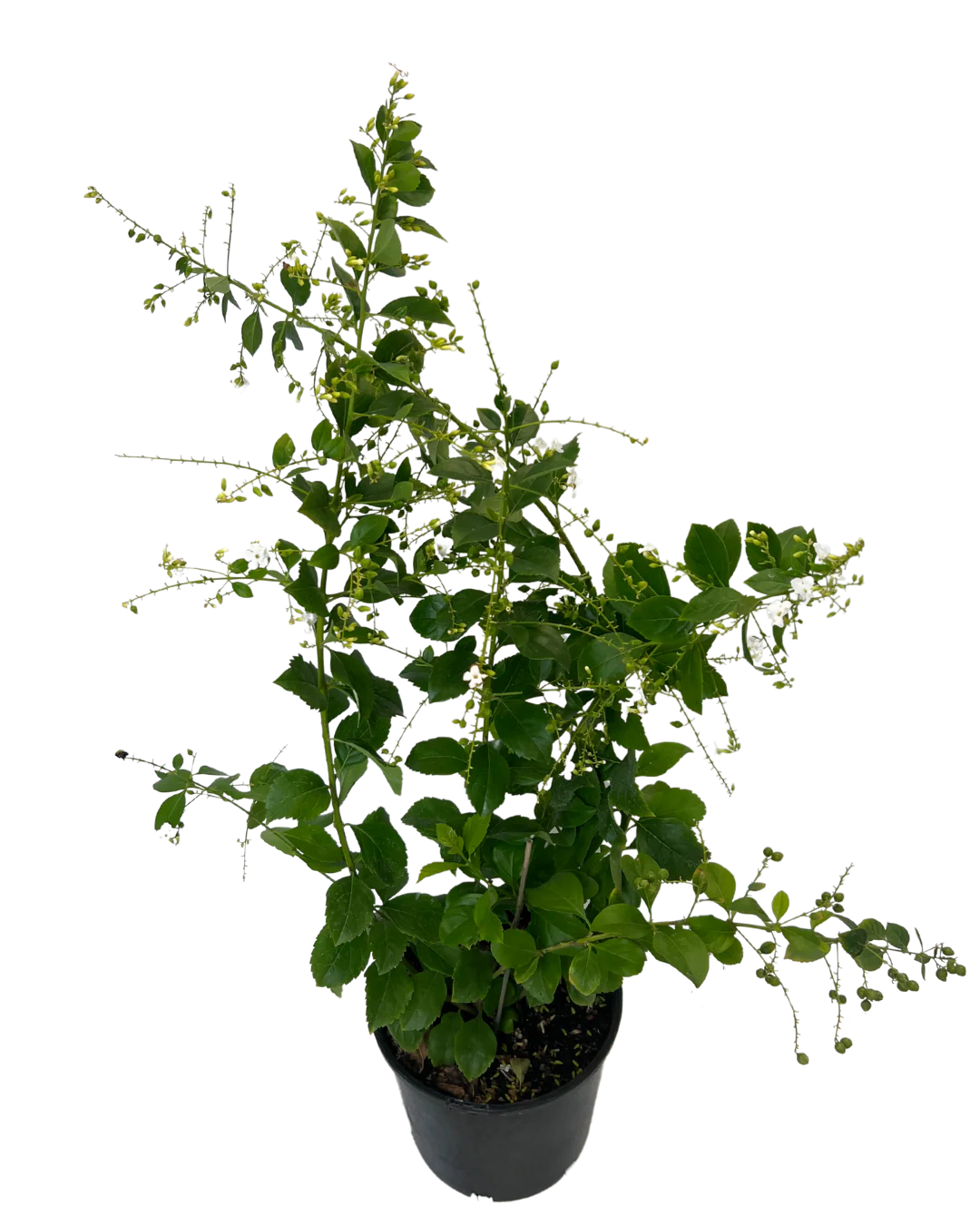 Duranta Alba - Image 2