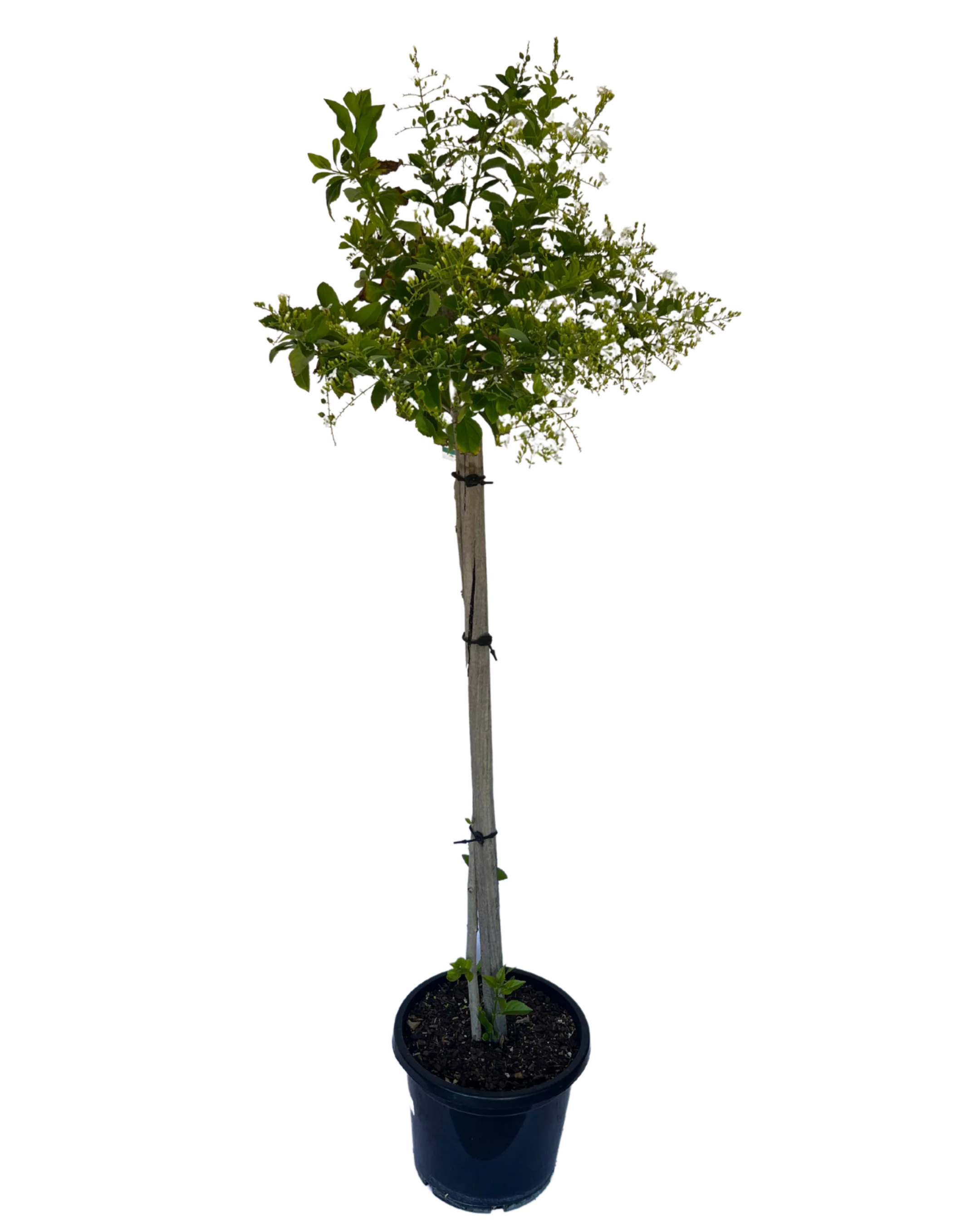 Duranta Erecta Alba Standard