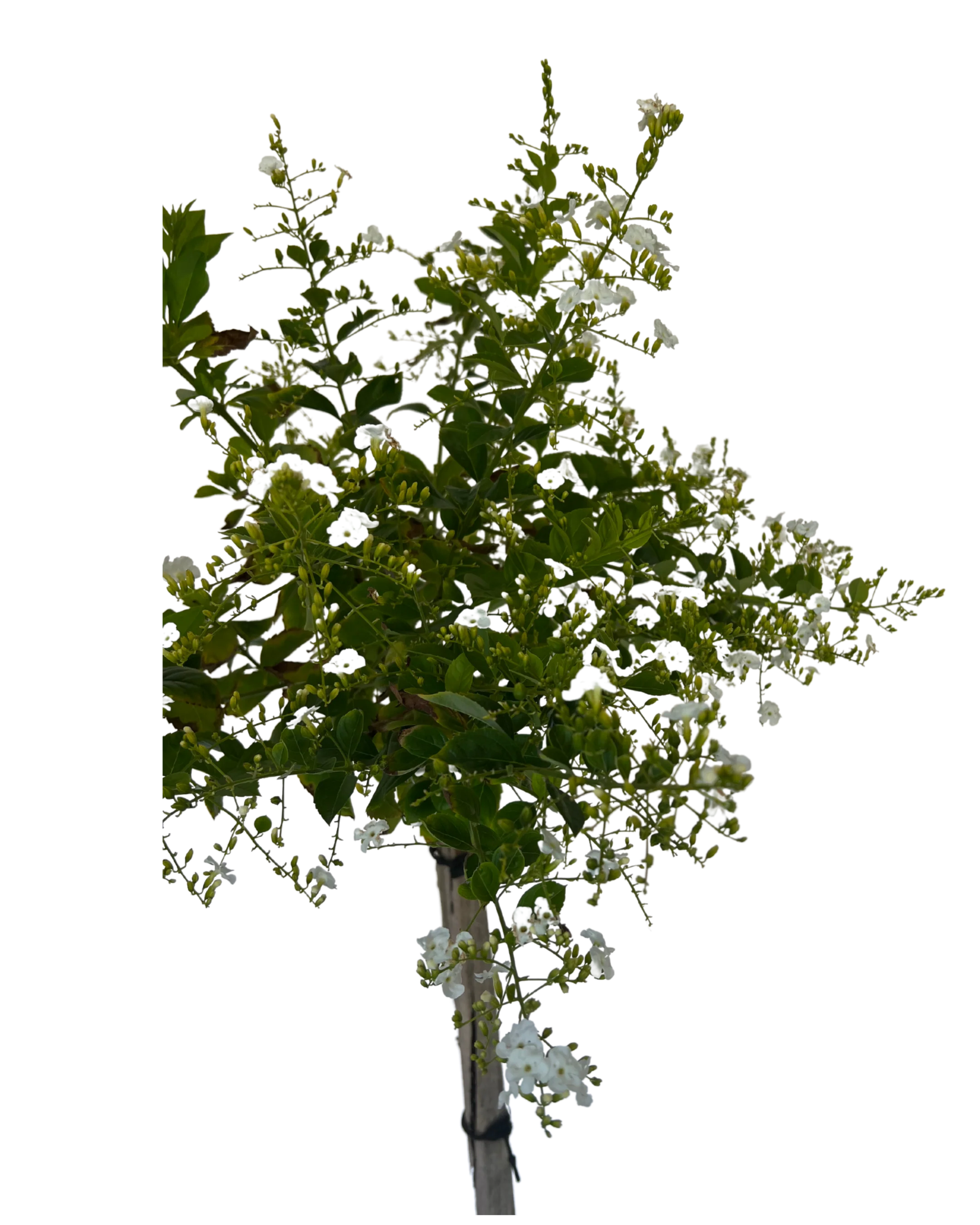 Duranta Erecta Alba Standard - Image 2