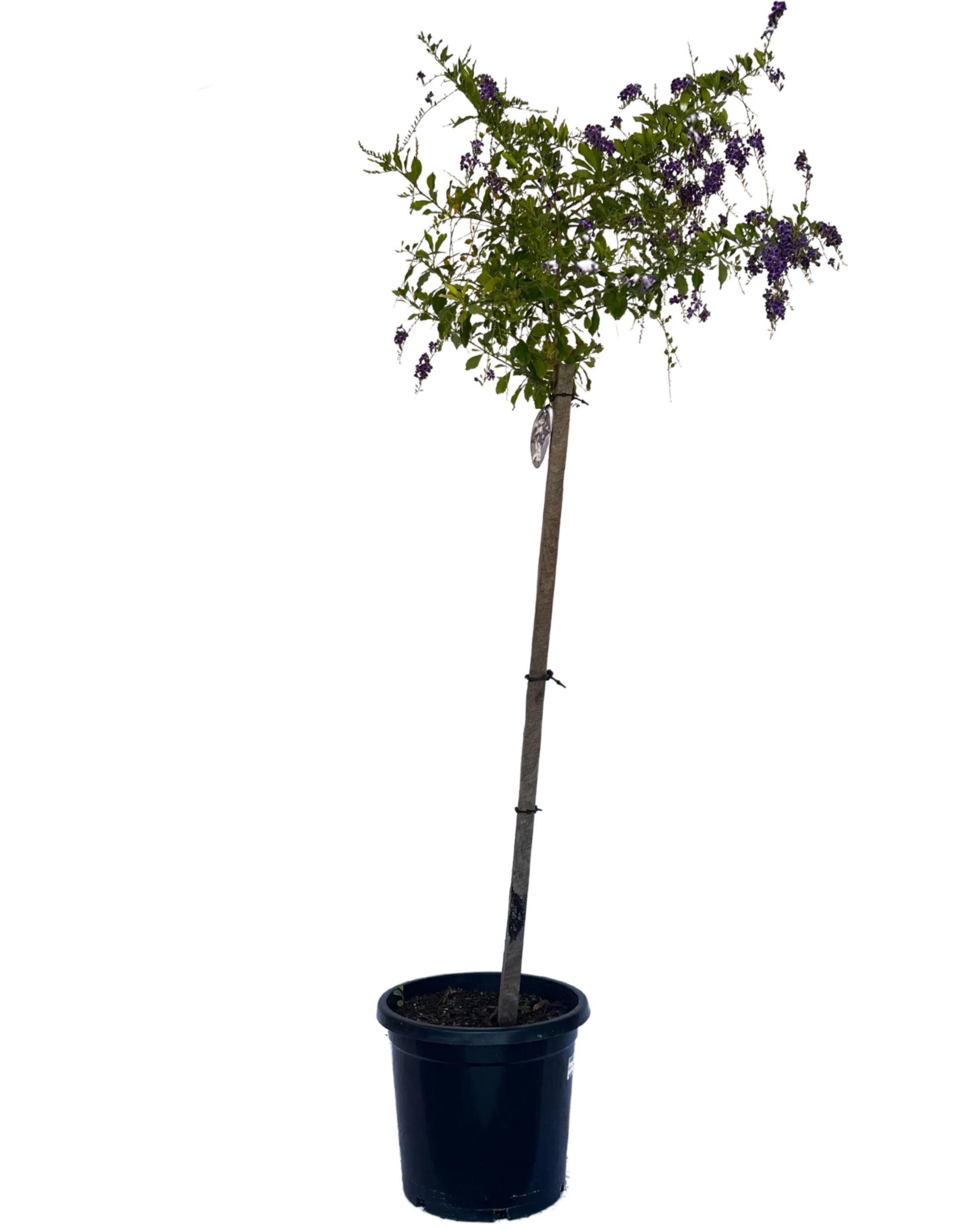 Duranta Geisha Girl Standard