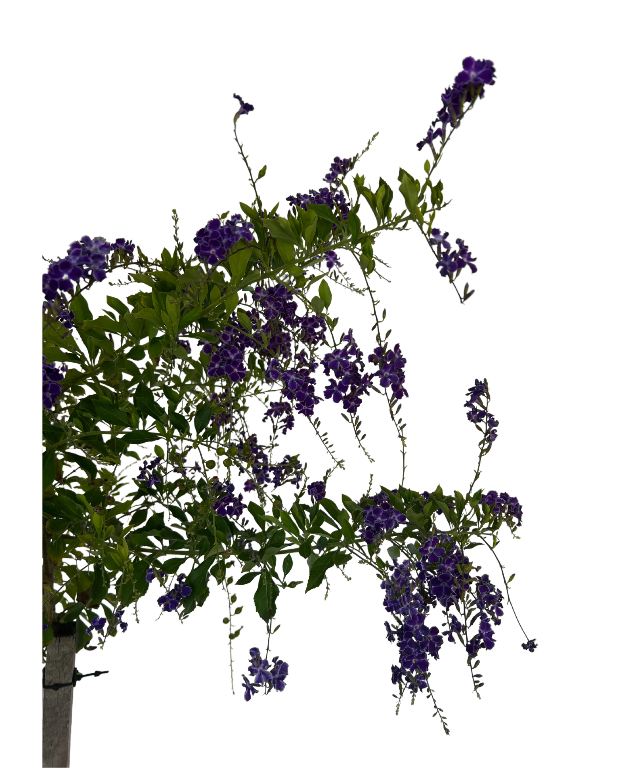 Duranta Geisha Girl Standard - Image 2