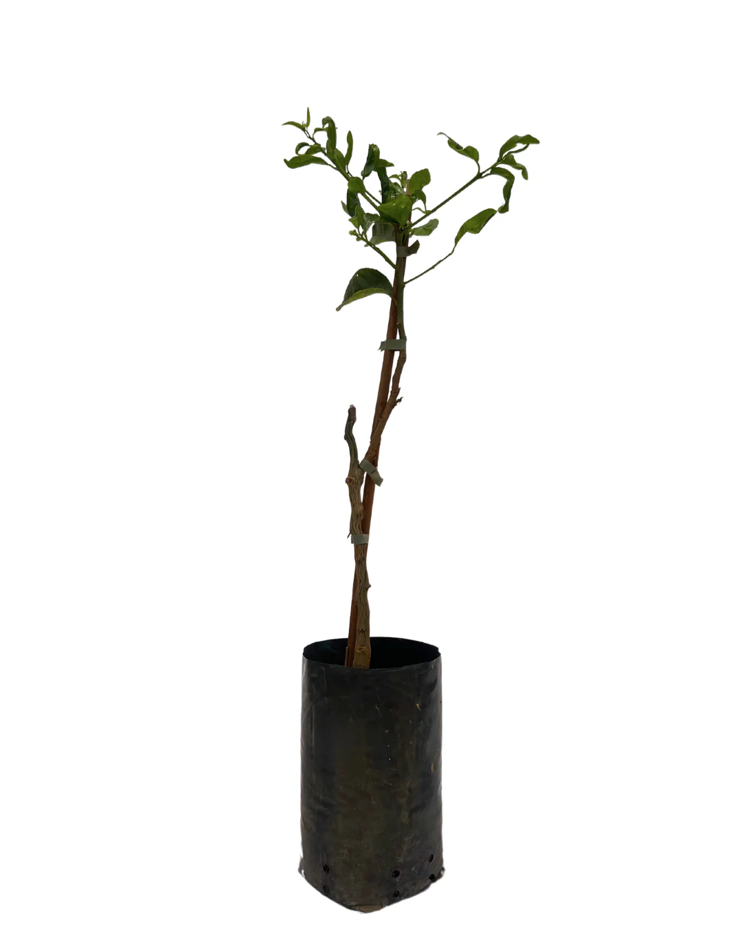 Tahitian Lime Dwarf