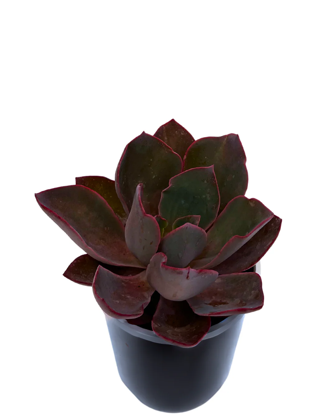 Echeveria Afterglow - Image 2