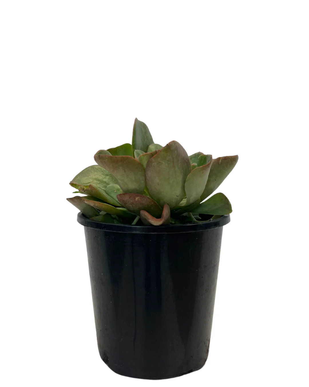 Echeveria Baron Bold