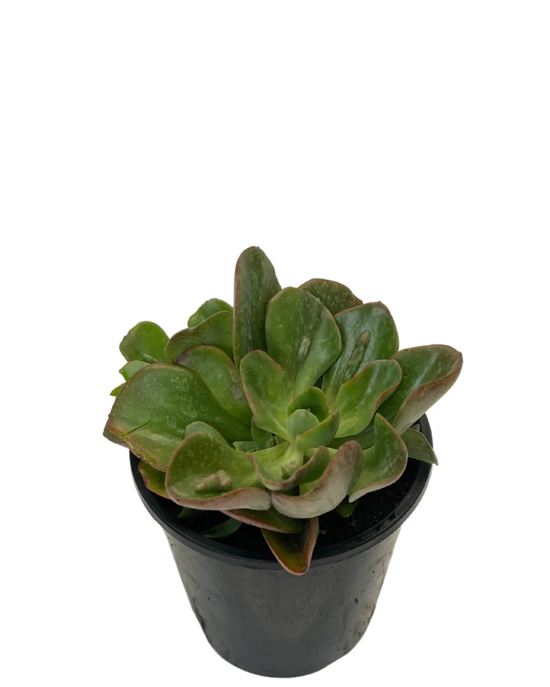 Echeveria Baron Bold - Image 2