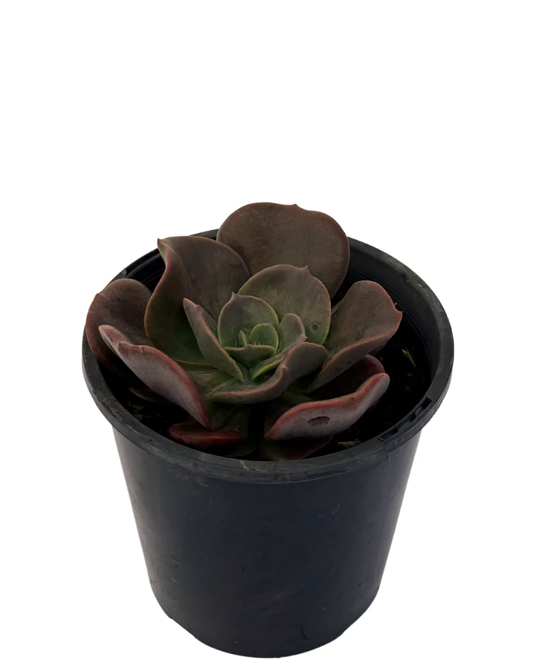 Echeveria Blue Metal - Image 2