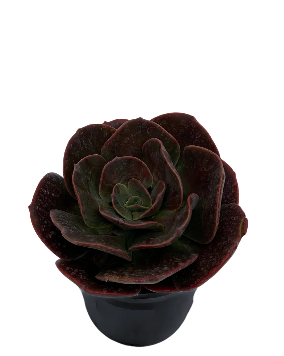 Echeveria Blue Metal - Image 2