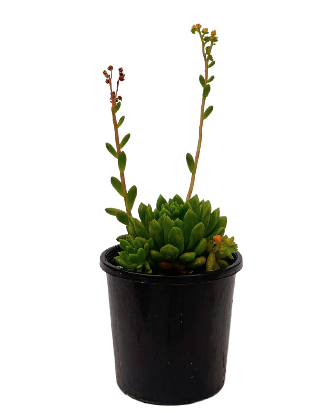 Echeveria Emerald Ripple