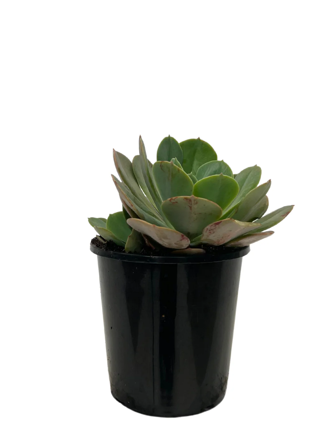 Echeveria Imbricata
