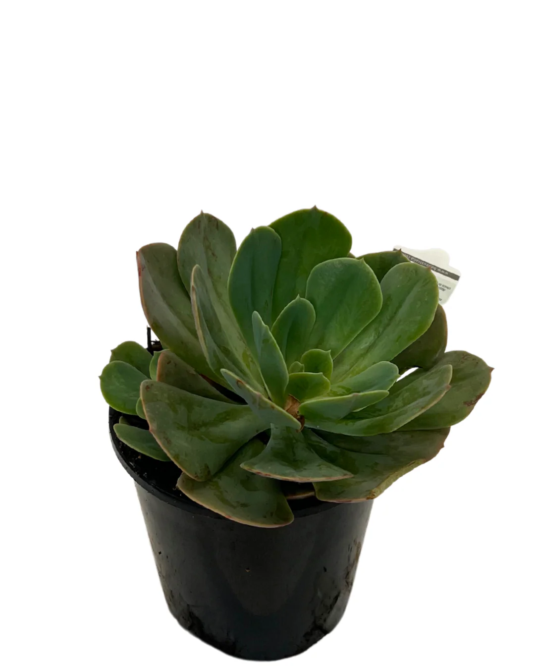 Echeveria Imbricata - Image 2