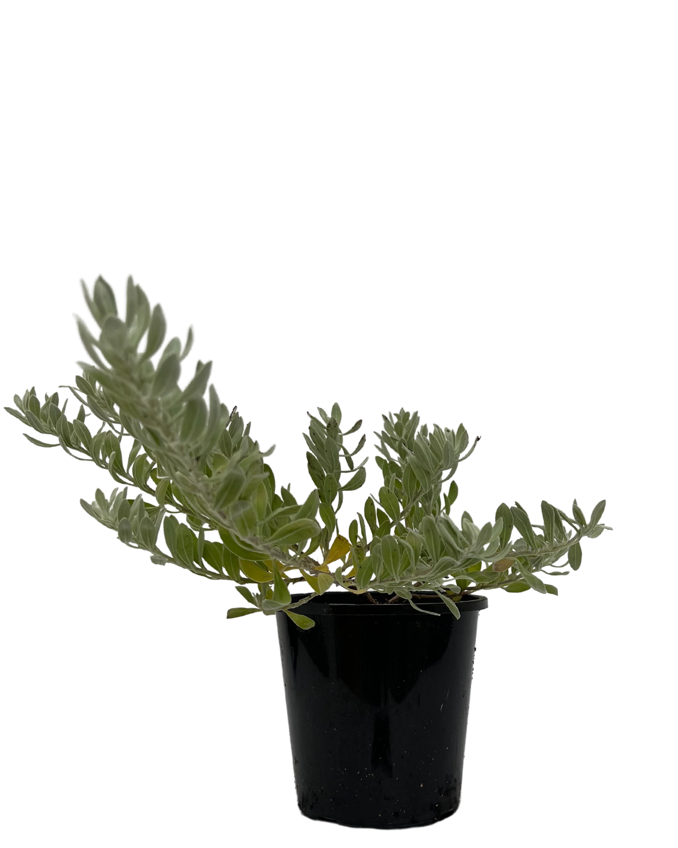Emu Bush - Eremophila Blue Horizon