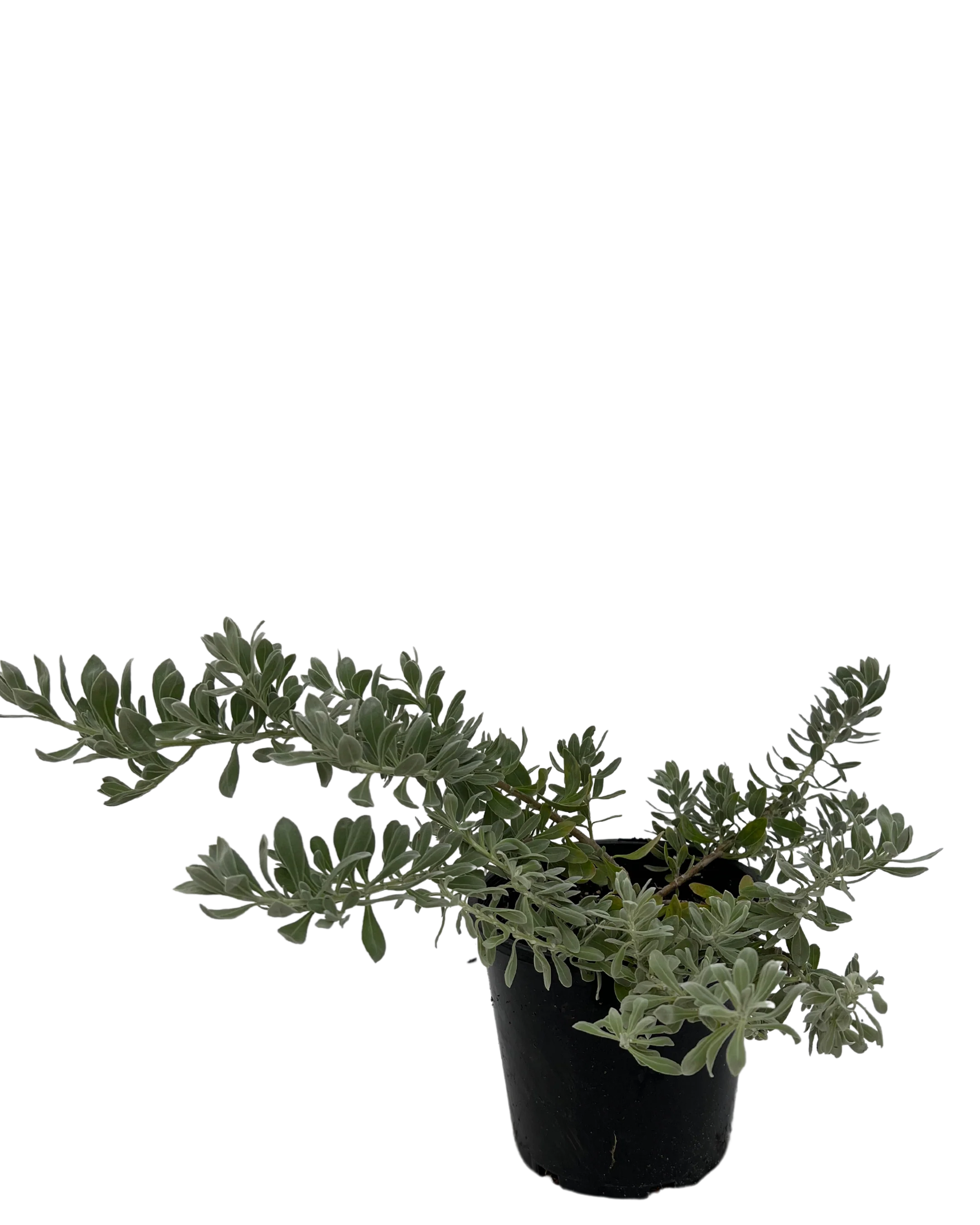 Emu Bush - Eremophila Blue Horizon - Image 2