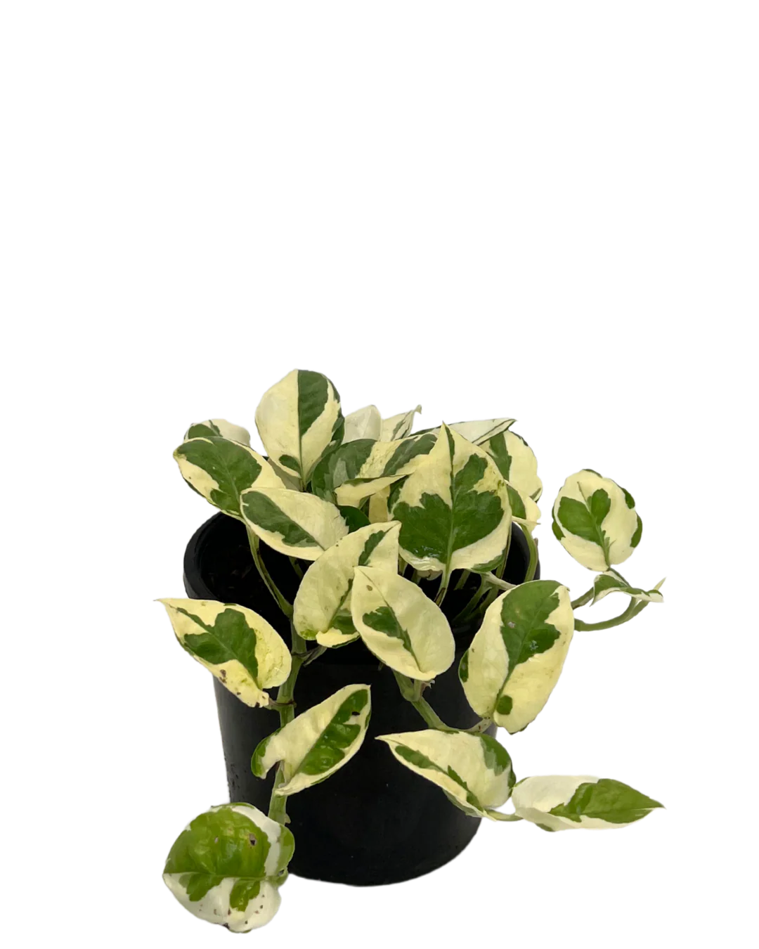Epipremnum N Joy - Image 2