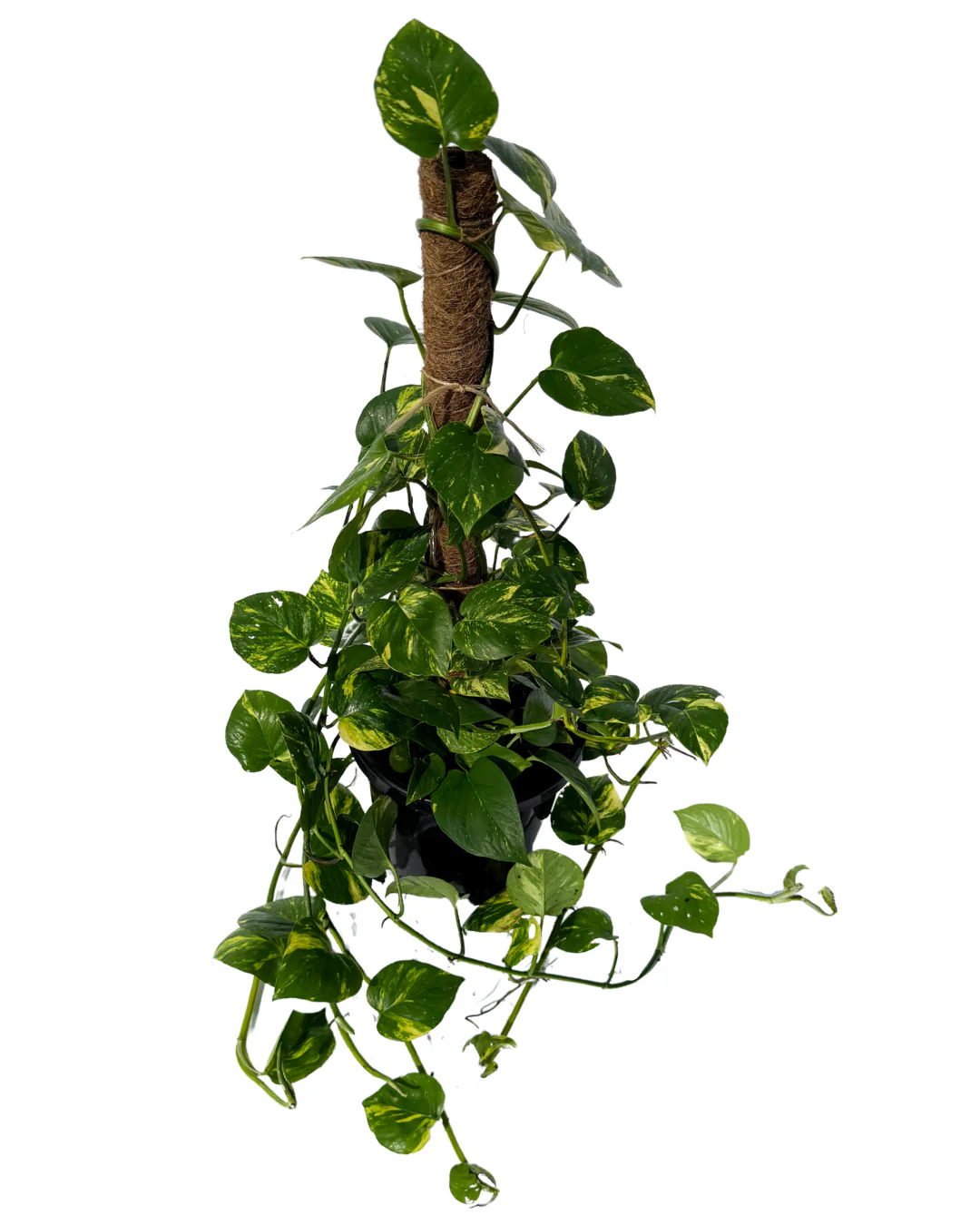 Epipremnum Totem - Image 2