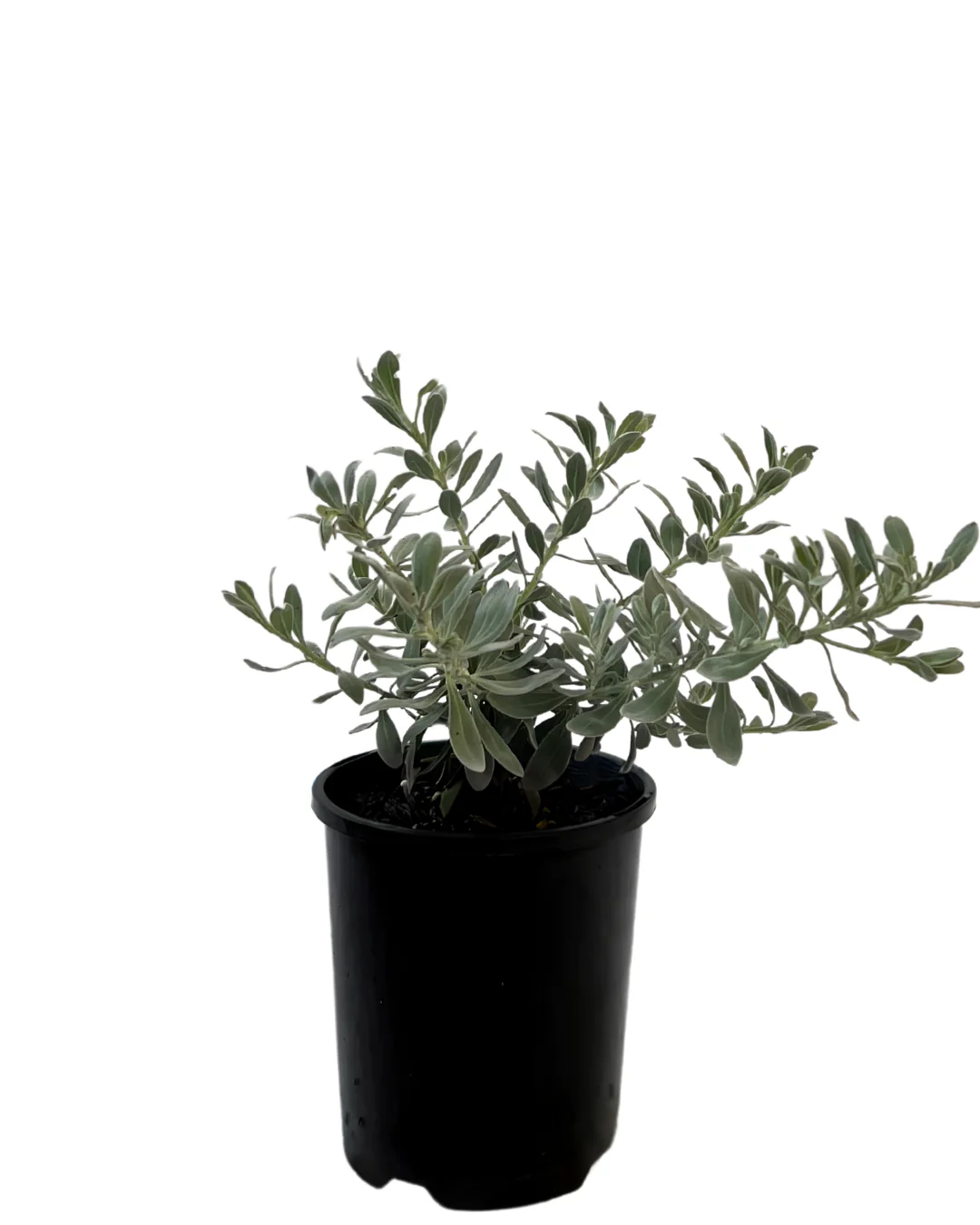 Eremophila Glabra - Blue Horizon