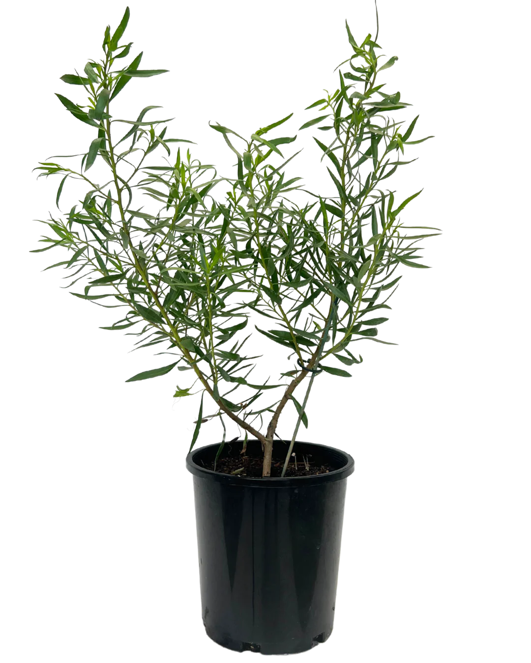 Eremophila Mac Silver