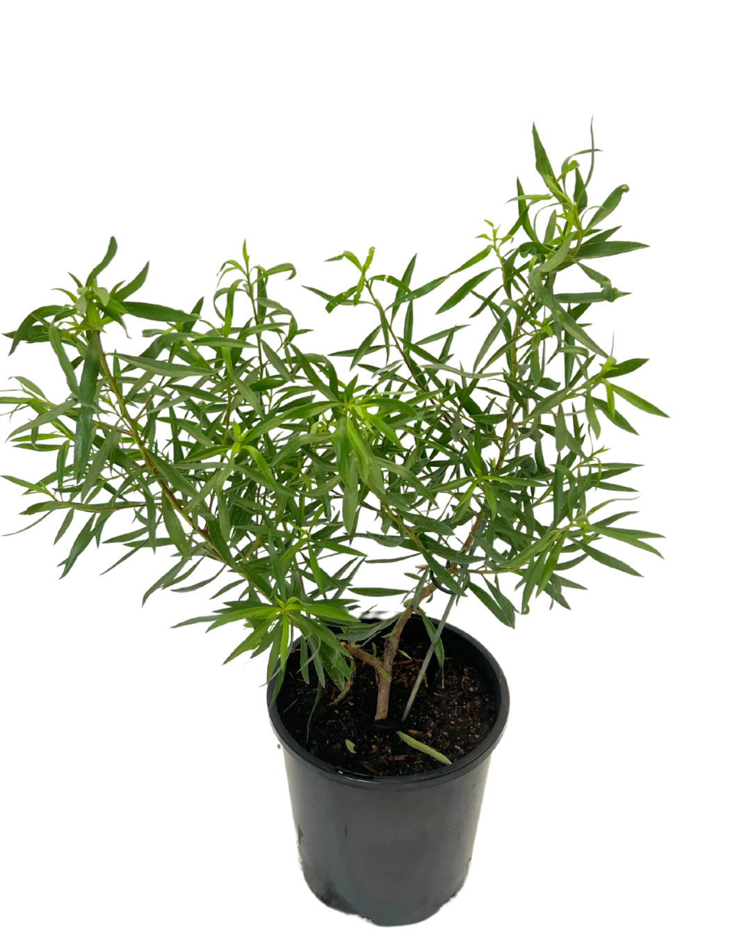 Eremophila Mac Silver - Image 2