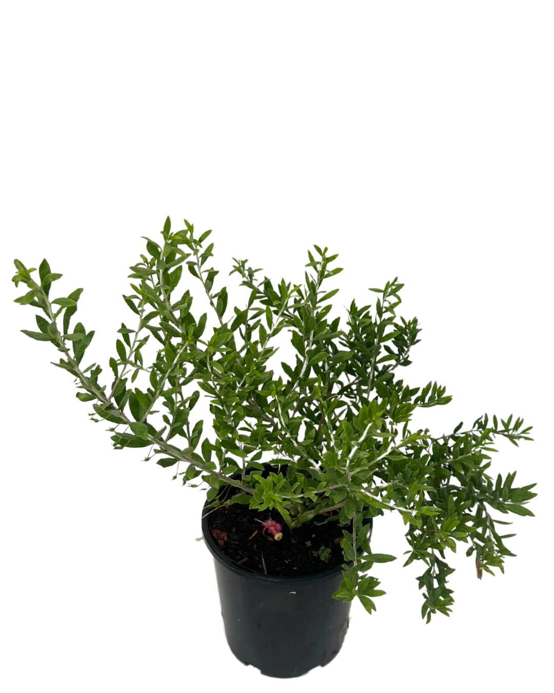 Eremophila Magenta - Image 2